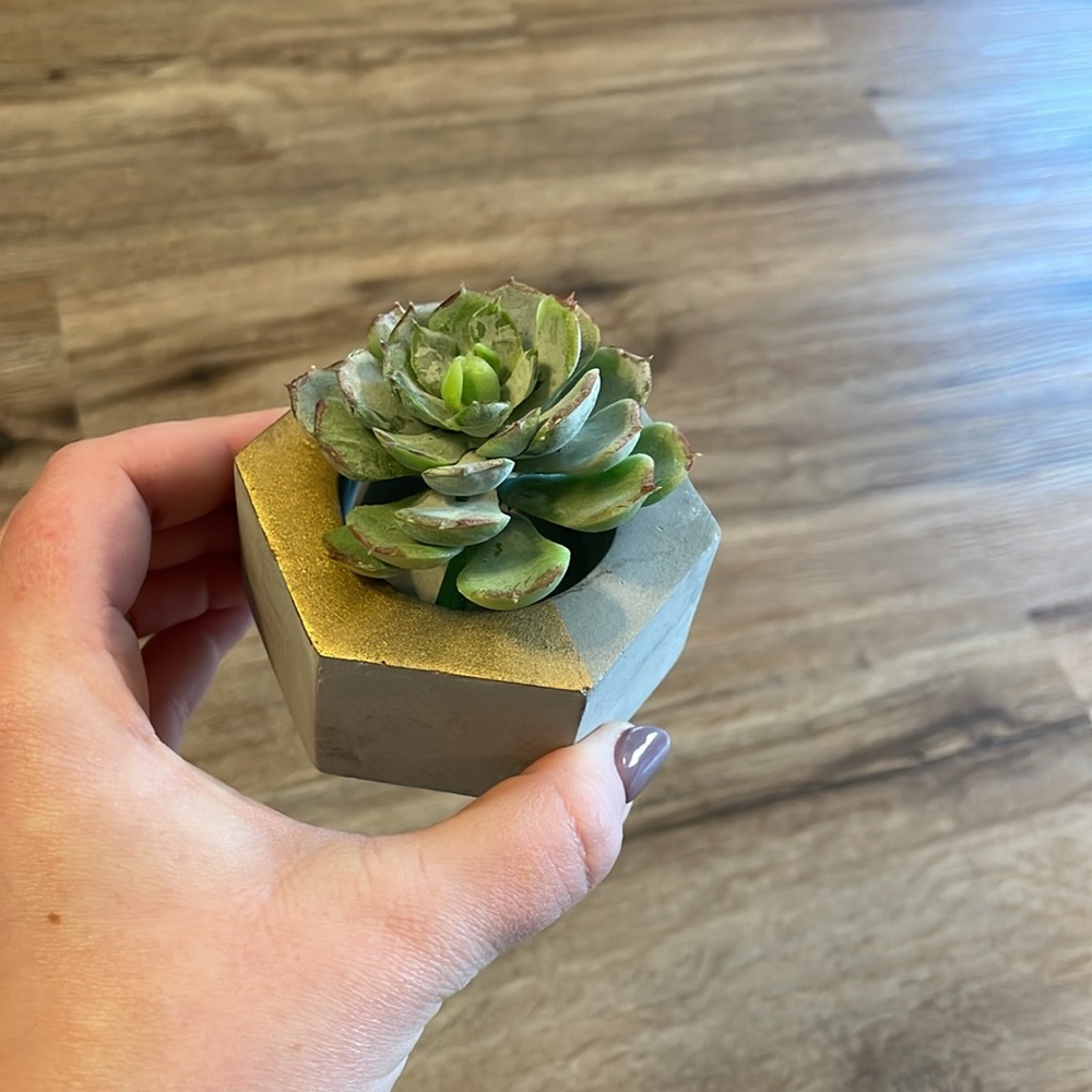 Concrete Grey Geometric Hexagon Candle Holder or Succulent Dish with Gold Detail - Picture 7 of 7